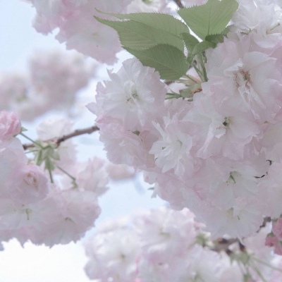 兽设动态姿势参考FurryQQ群